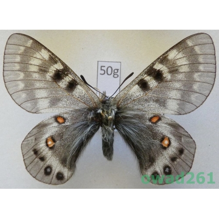 Parnassius delphius subsp. pulchra Eisner, 1939 male Kazachstan50g